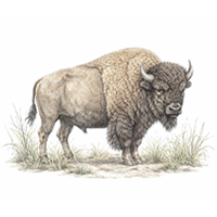 American Bison