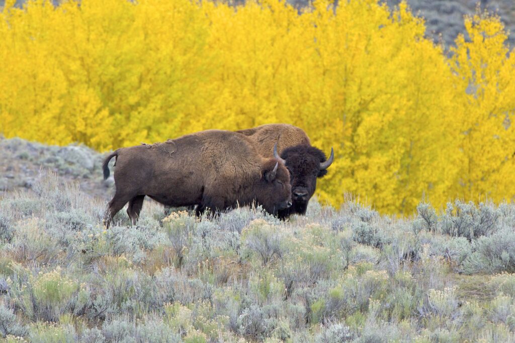 American Bison American Bison