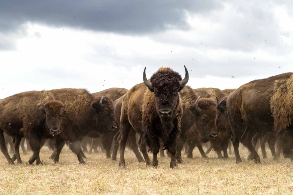American Bison Leather American Bison Leather
