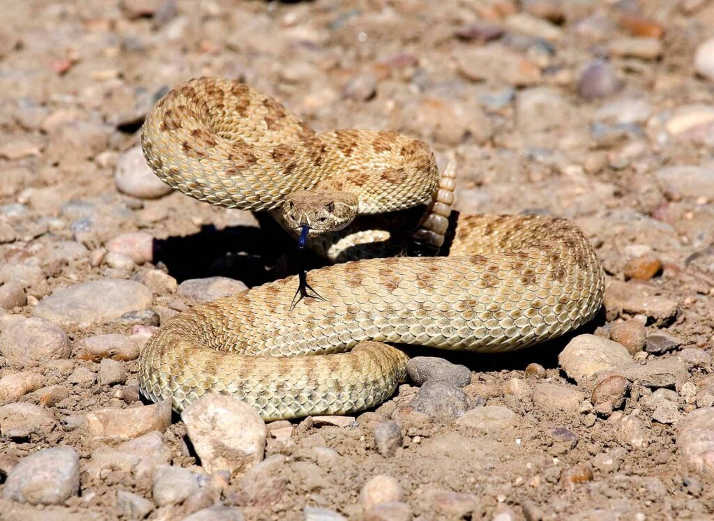 Snake Skin Leather From A Prairie Rattlesnake Snake Skin Leather From A Prairie Rattlesnake