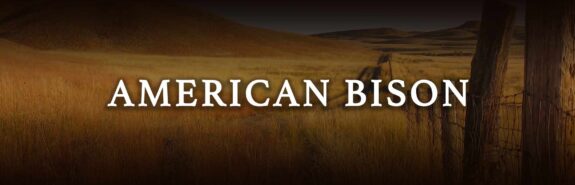 American Bison Knowledge - Learn About American Bison
