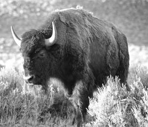 American Bison Vs Buffalo Bison Vs Buffalo