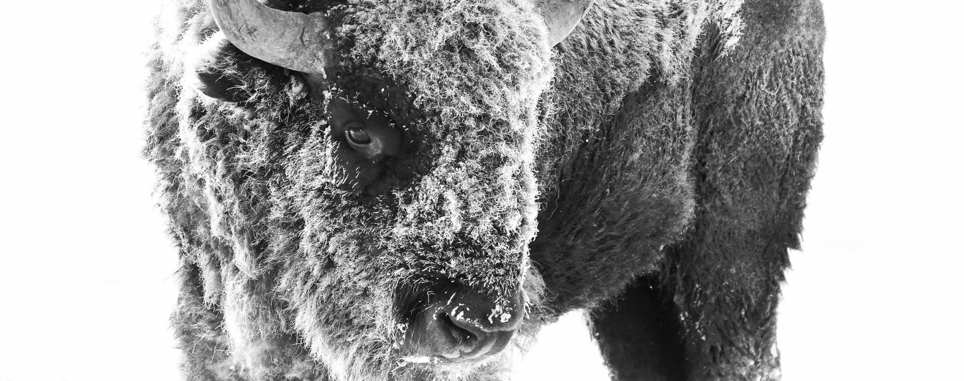Bison Vs Buffalo Bison Vs Buffalo