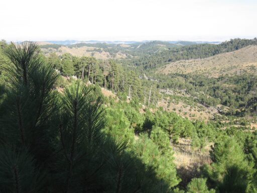 Custer State Park