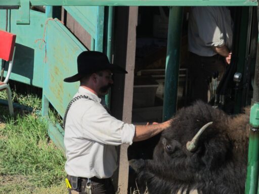 Custer State Park Bison