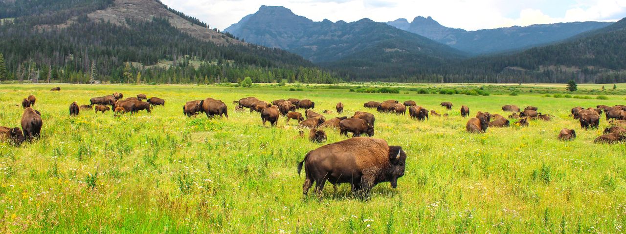 Bison Band Herd Of Bison