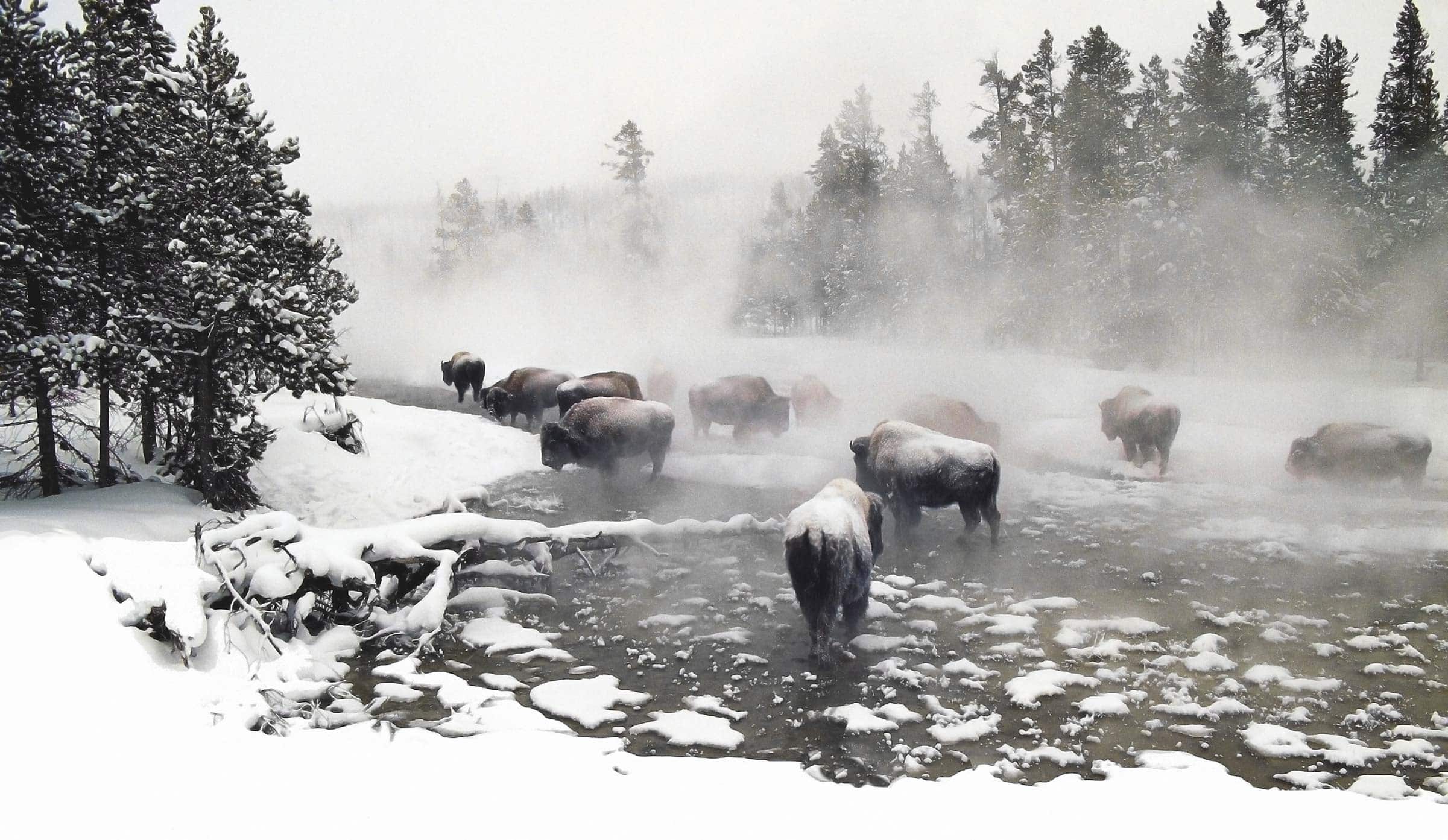 Bison Herd On A Frozen River