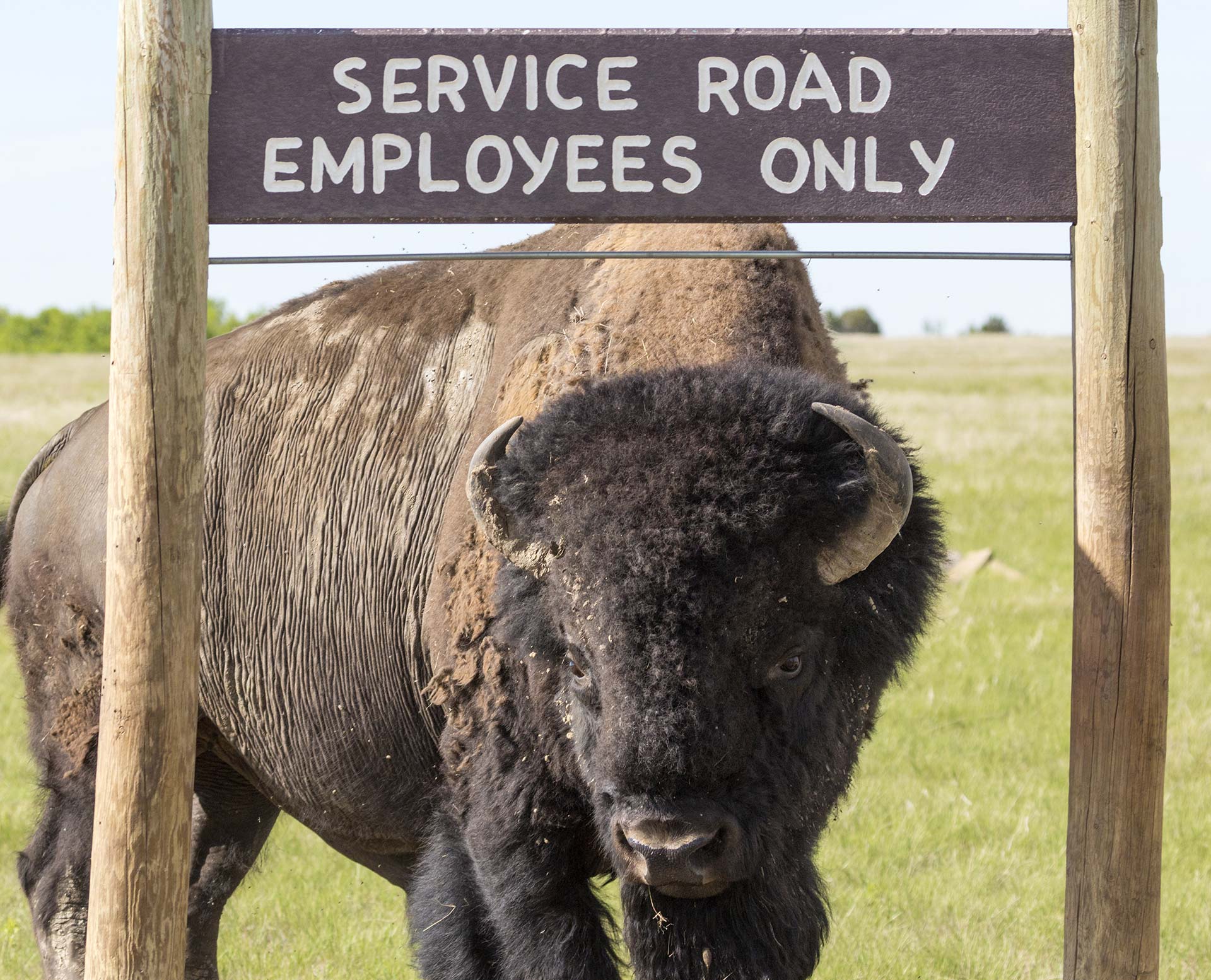 Buffalo Next To A &Quot;Service Road&Quot; Sign Buffalo Next To A &Quot;Service Road&Quot; Sign