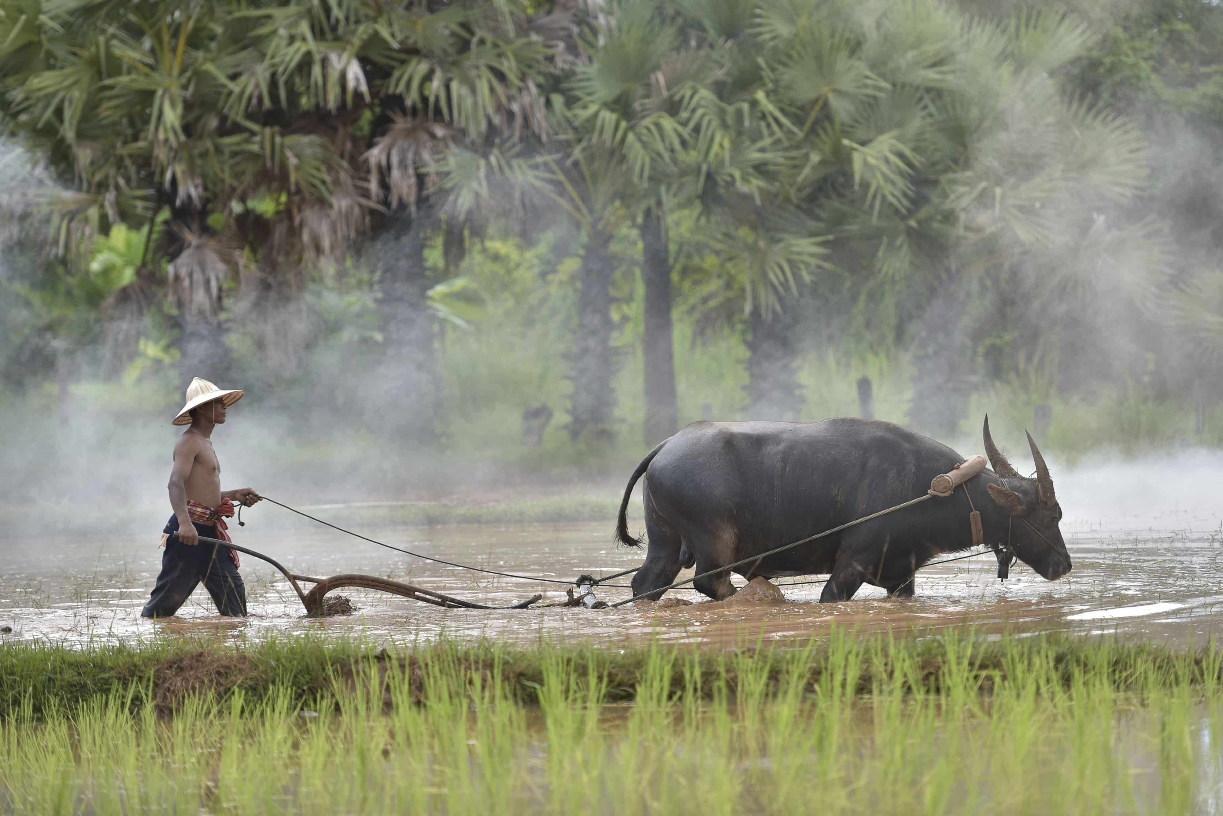 Water Buffalo Water Buffalo Plowing Rice Paddy