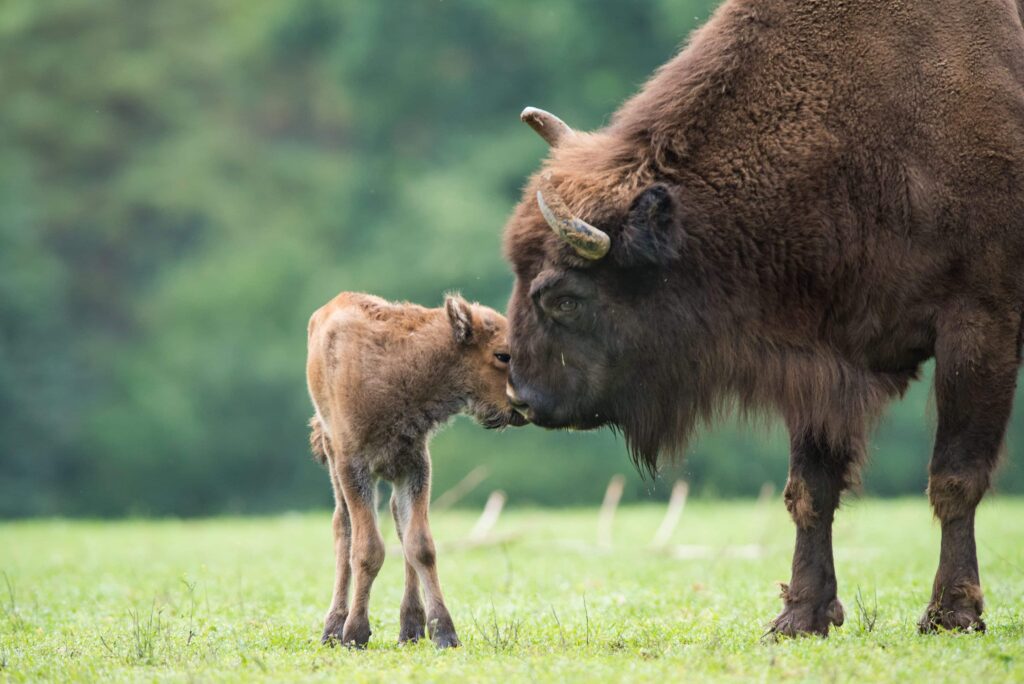 Baby American Bison with its mother