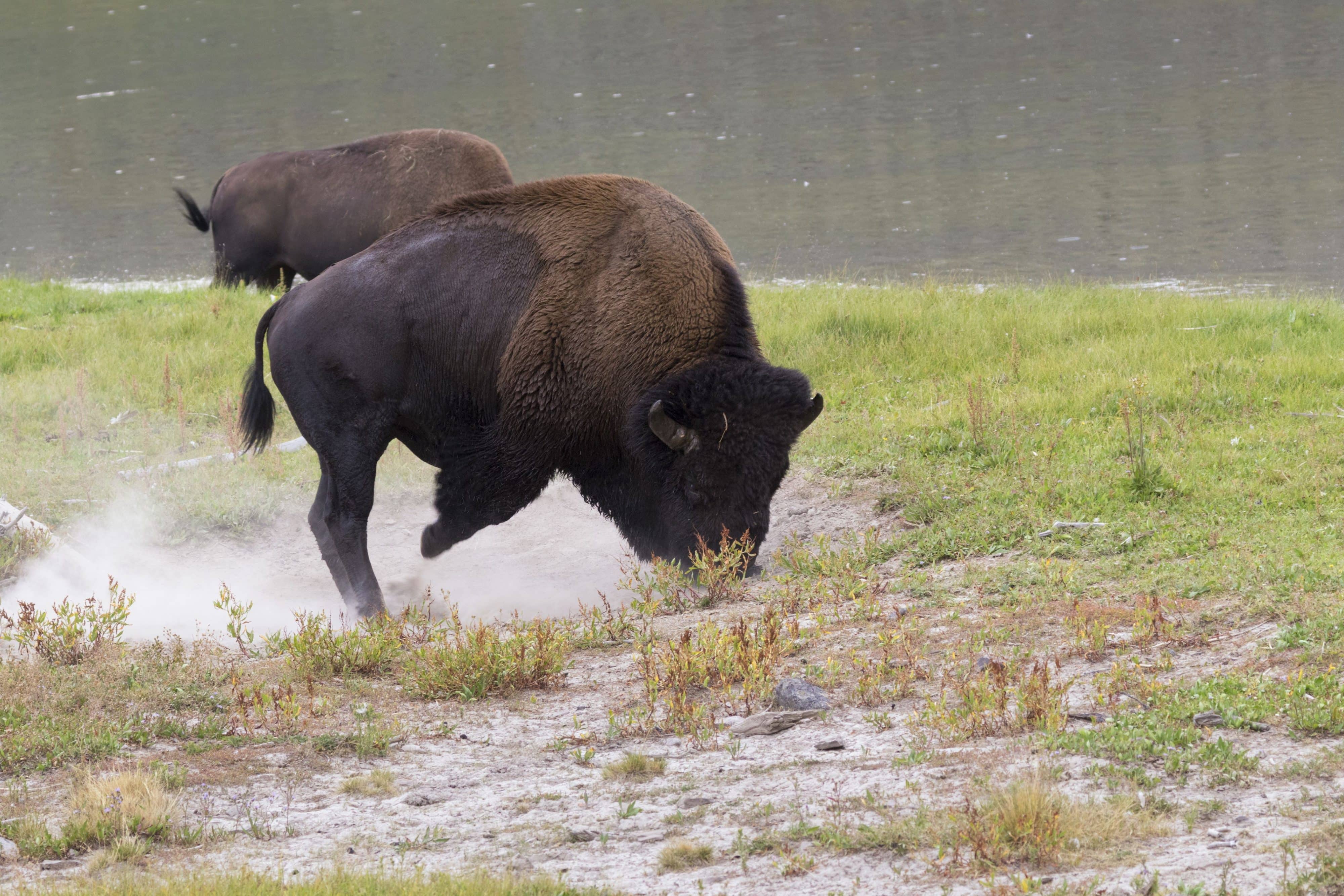 Charging Bison Charging Bison