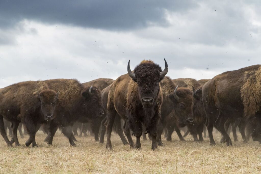 American Bison Conservation Brought Bison Back From Near Extinction