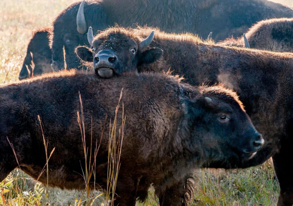 Dakota Sweet Grass Bison Ranch Dakota Sweet Grass Bison Ranch